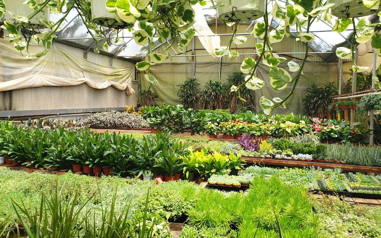 1 Mystery Plant Monthly Subscription Box - Image 5