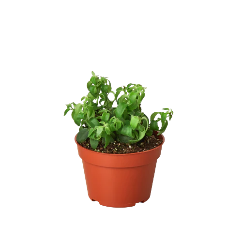 1 Succulent Monthly Subscription Box - Image 3