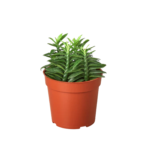 1 Succulent Monthly Subscription Box - Image 4