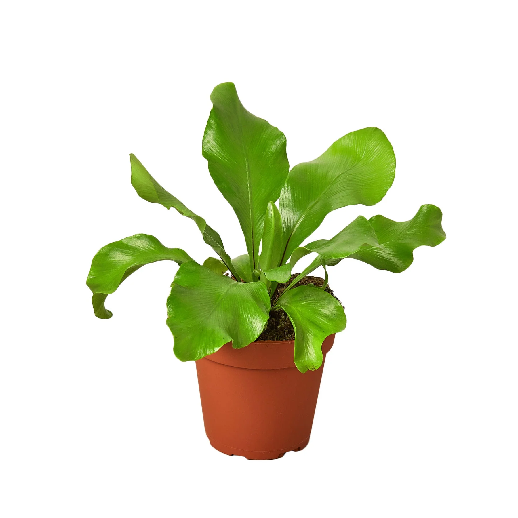 Bird's Nest Fern - Image 3