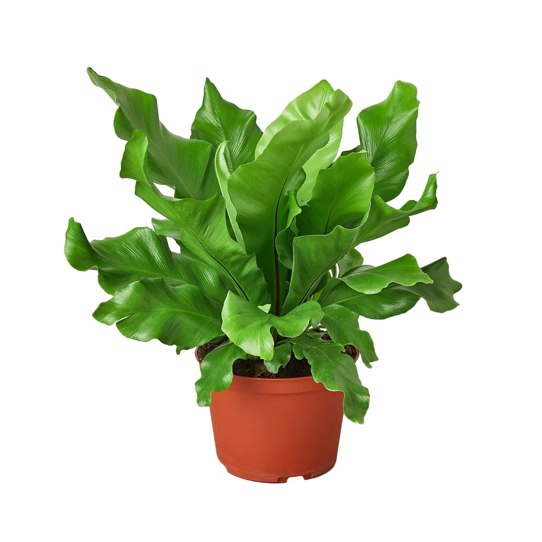 Bird's Nest Fern - Image 5