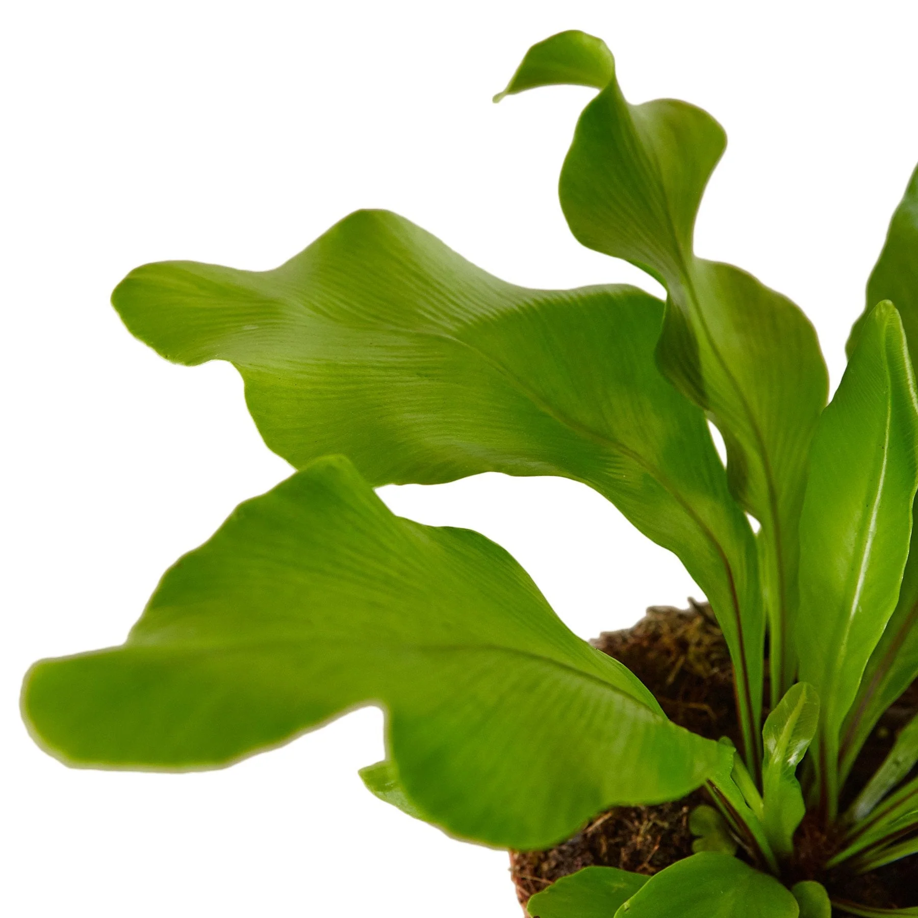 Bird's Nest Fern - Image 6