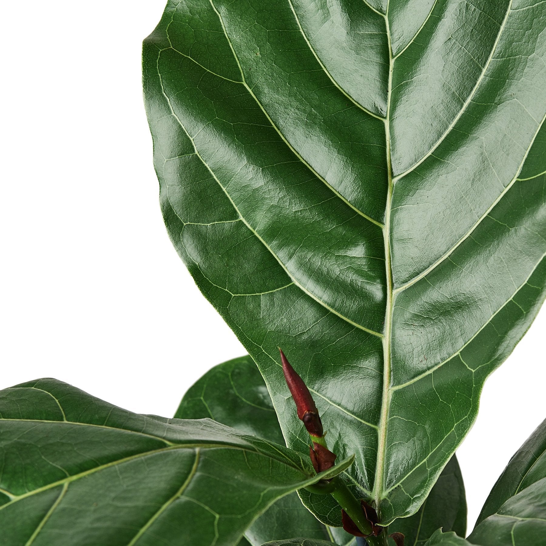 Fiddle Leaf Fig Tree - Image 3