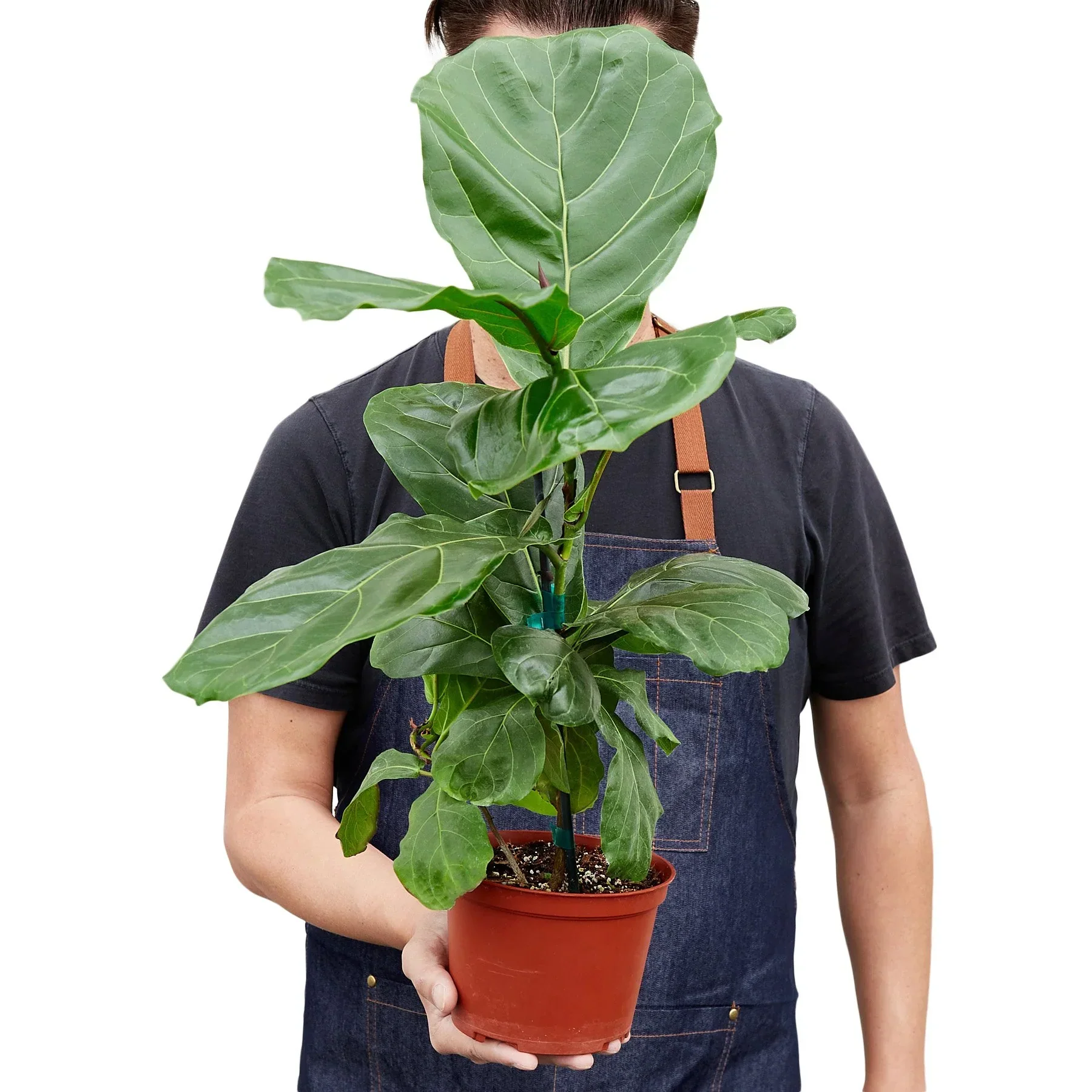 Fiddle Leaf Fig Tree - Image 4