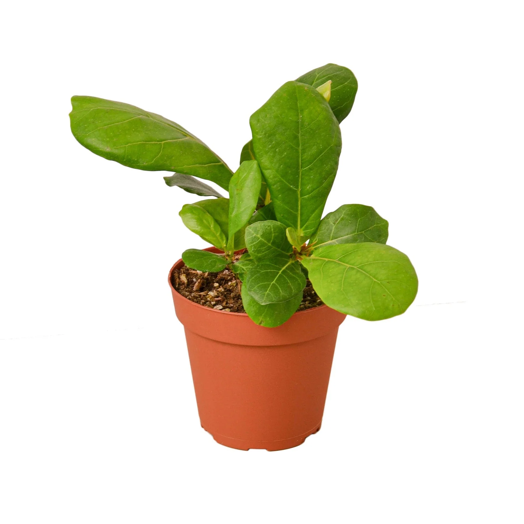 Fiddle Leaf Fig Tree - Image 5