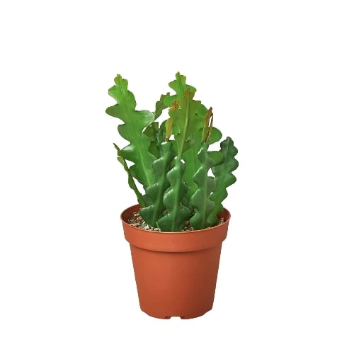 Fishbone Cactus - Image 4