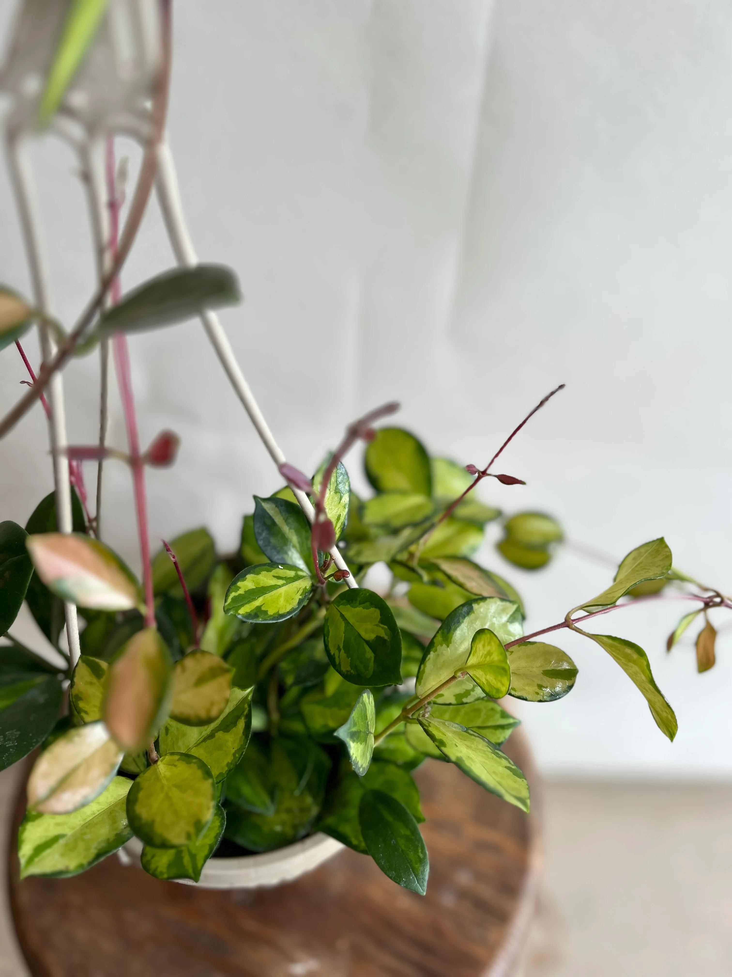 Hoya Tricolor - Image 4