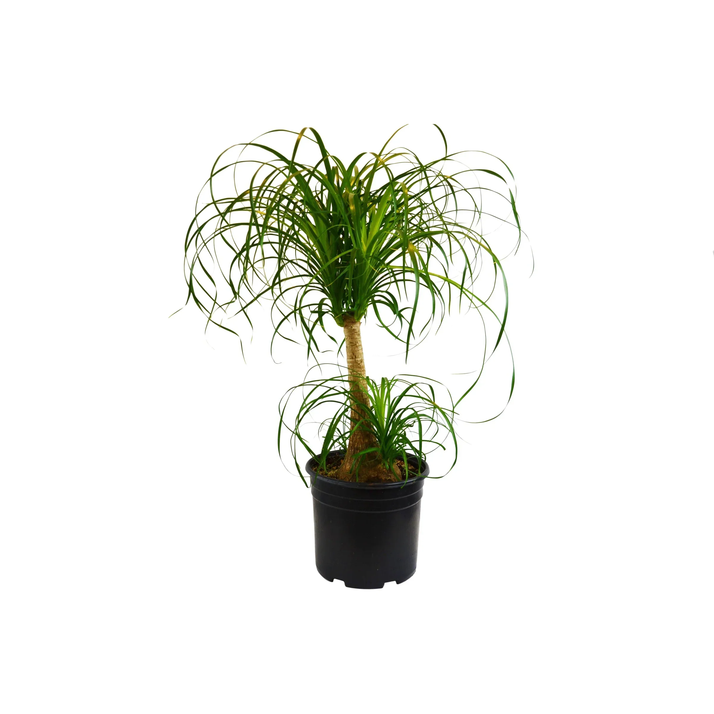 Ponytail Palm - Image 5