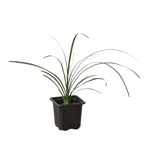 Ponytail Palm - Image 6