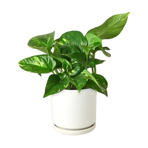 Golden Pothos - Image 10