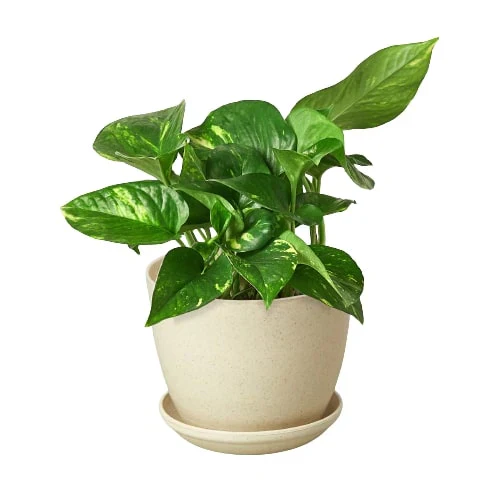 Golden Pothos - Image 11