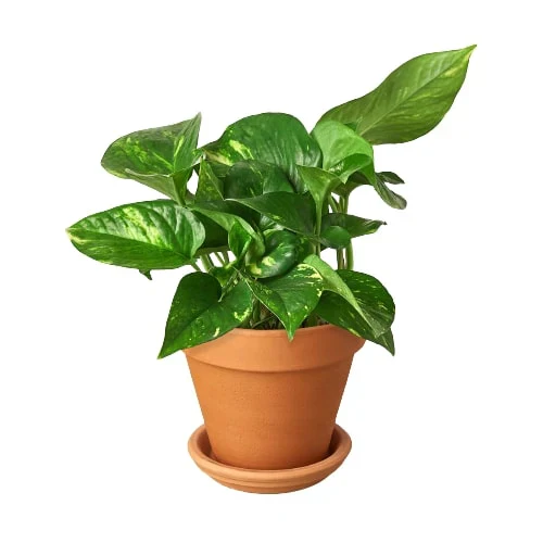Golden Pothos - Image 12