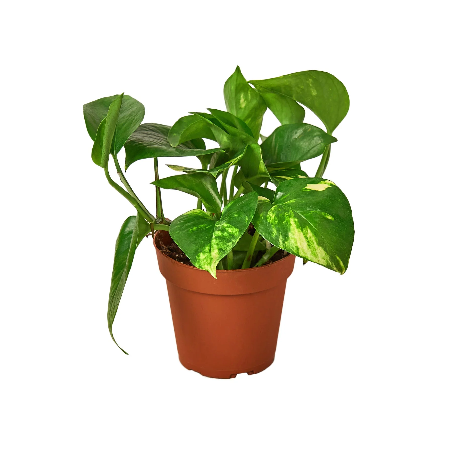 Golden Pothos - Image 3