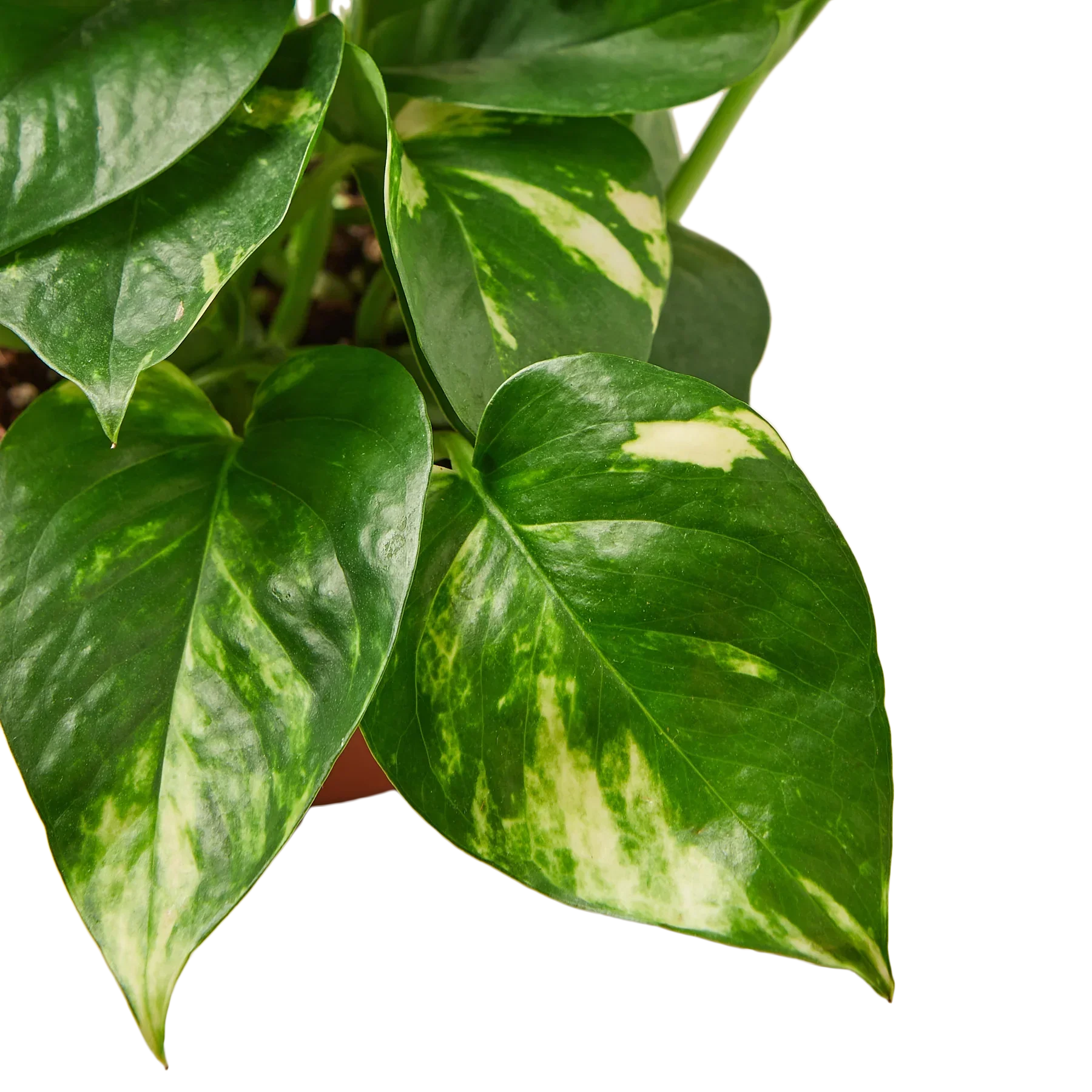 Golden Pothos - Image 4
