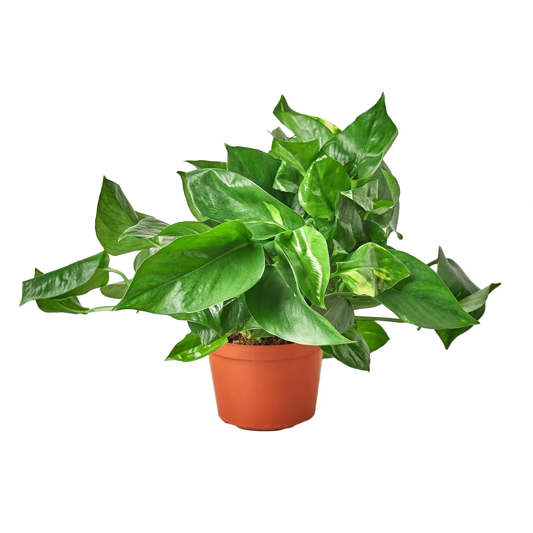 Golden Pothos - Image 5