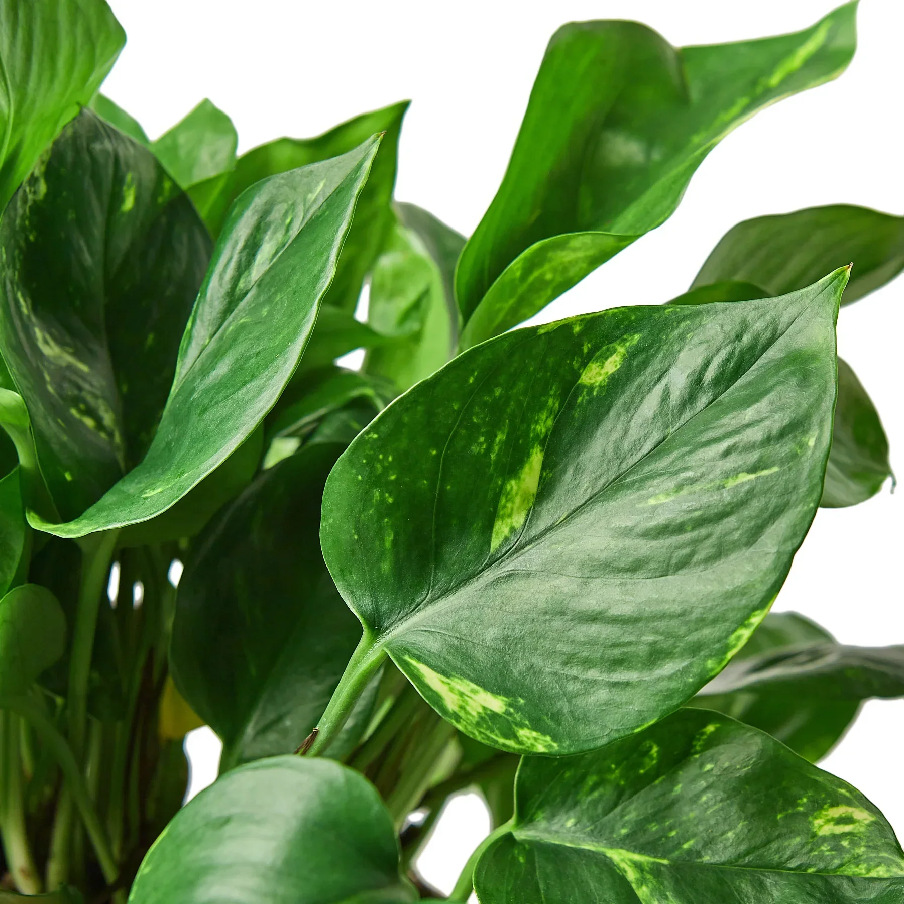 Golden Pothos - Image 6
