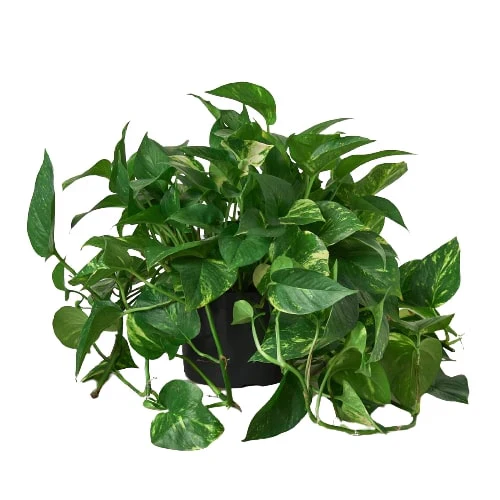 Golden Pothos - Image 8