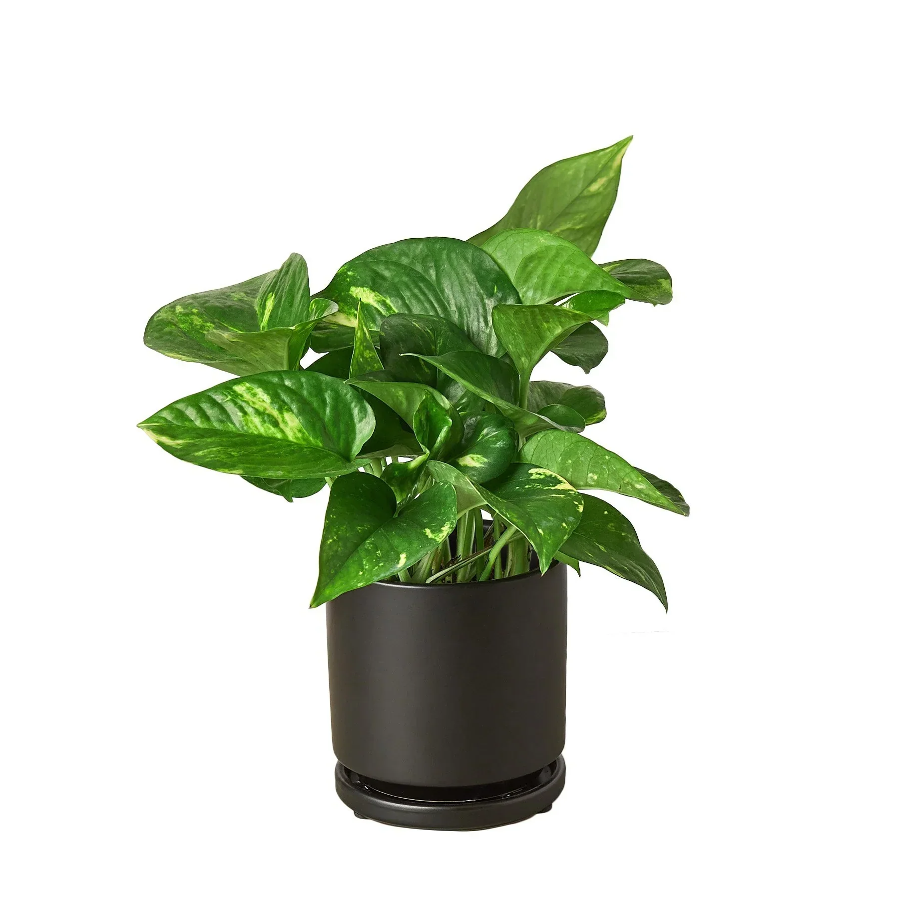 Golden Pothos - Image 9